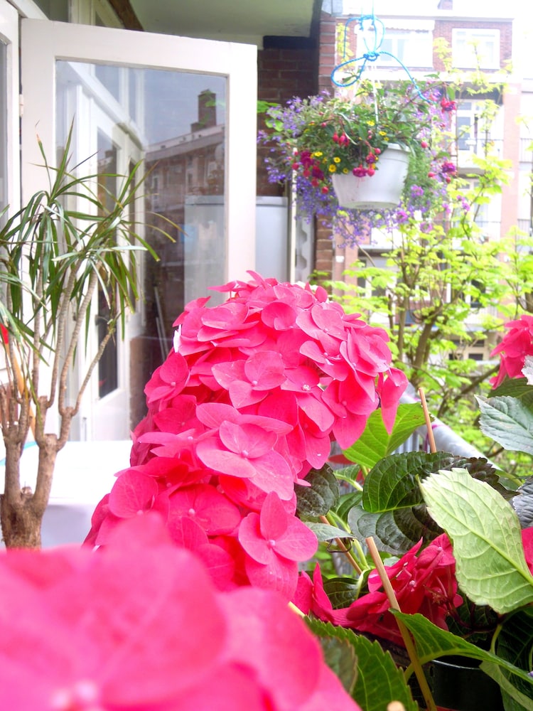 Miss Ortelia b&b