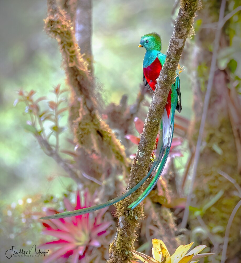 Sueños Natura Birding & Photography