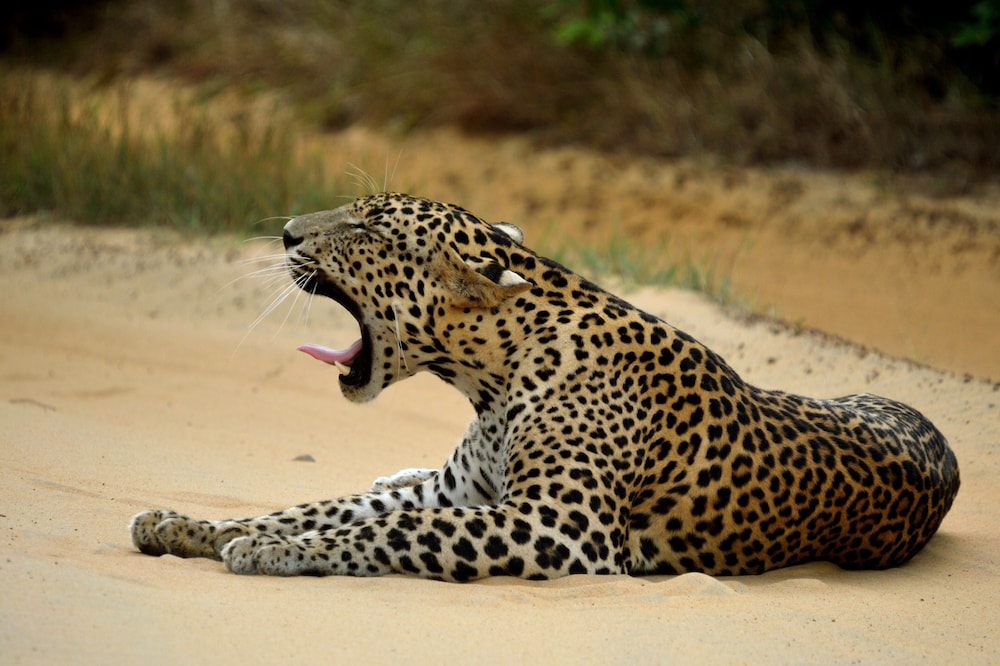 Big Game Yala by Eco Team