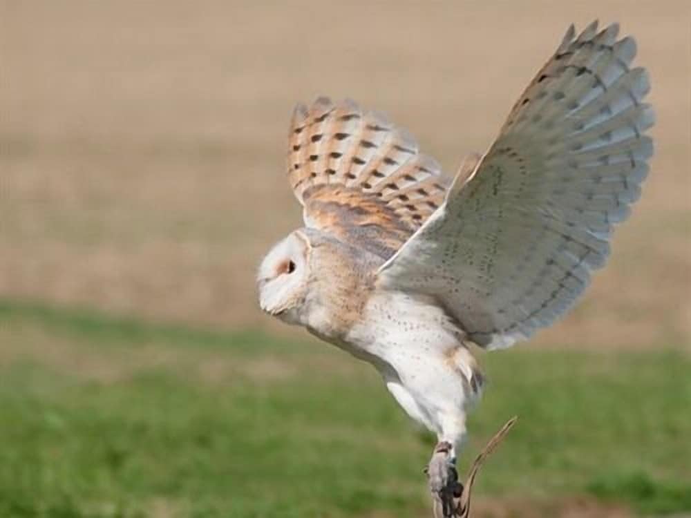 Falcons Nest