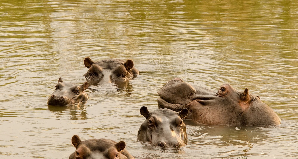 Elandela Private Game Reserve & Luxury Lodge
