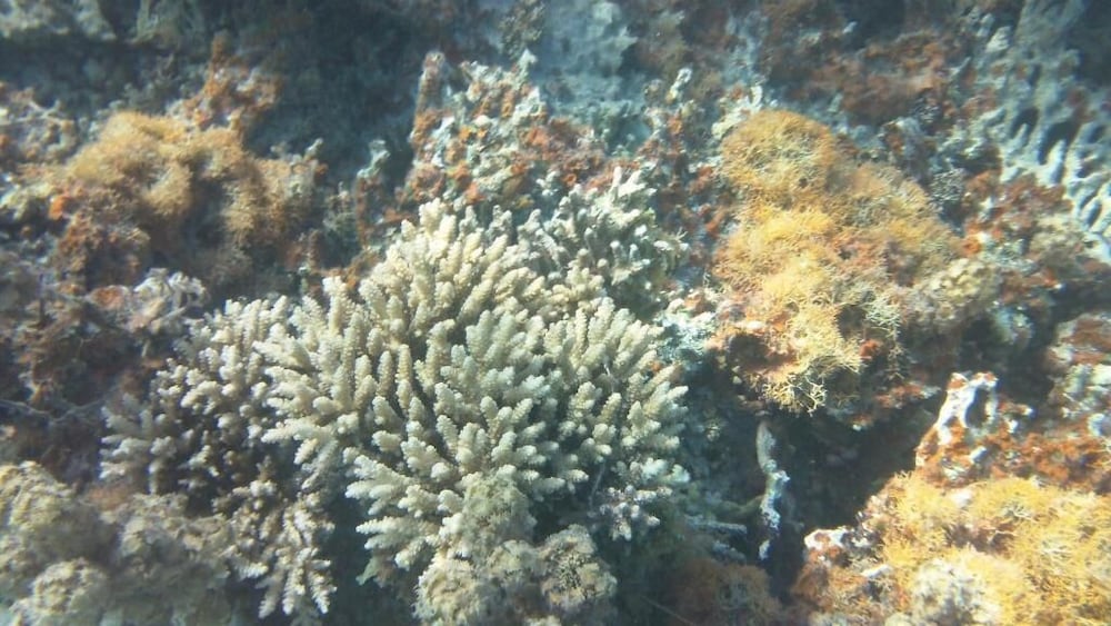 Photo 33