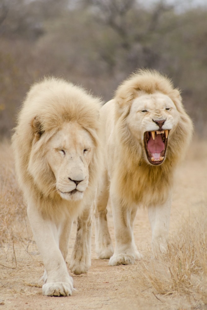 Elandela Private Game Reserve & Luxury Lodge