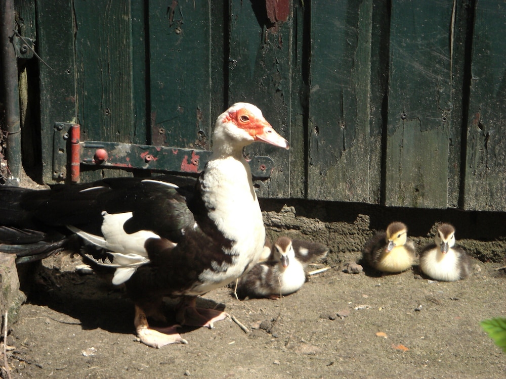 Photo 18