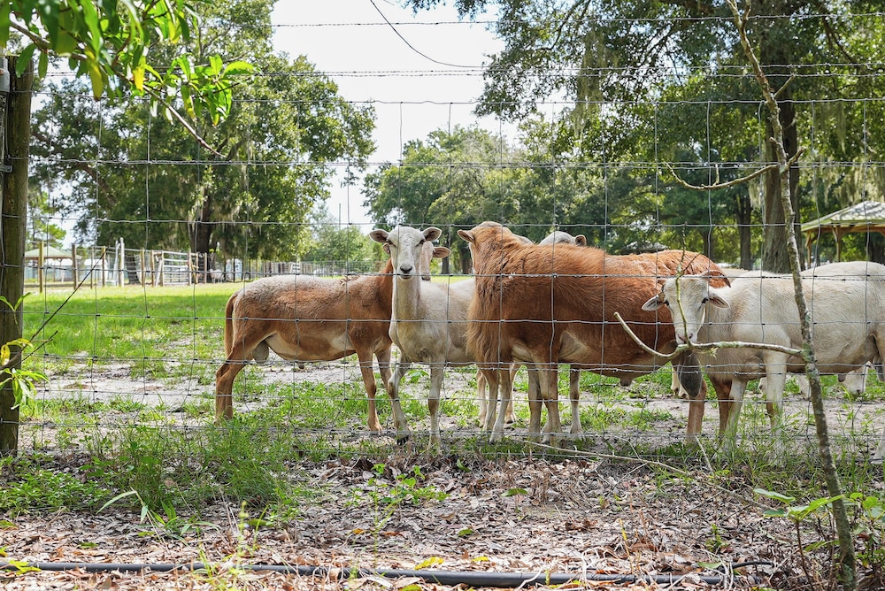 Pet the Sheep! Rural & Spacious Polk City Retreat