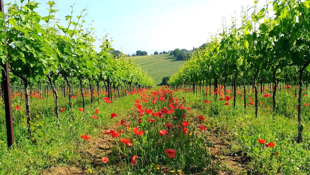 Agriturismo il Querciolo, Billede 64
