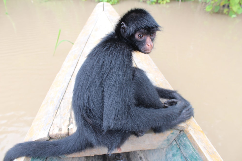 Ecological Jungle Trips & Amazon Lodge
