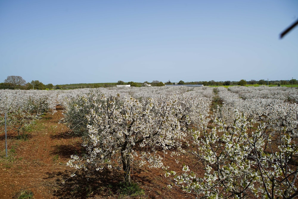 Masseria Guadiano Vecchio