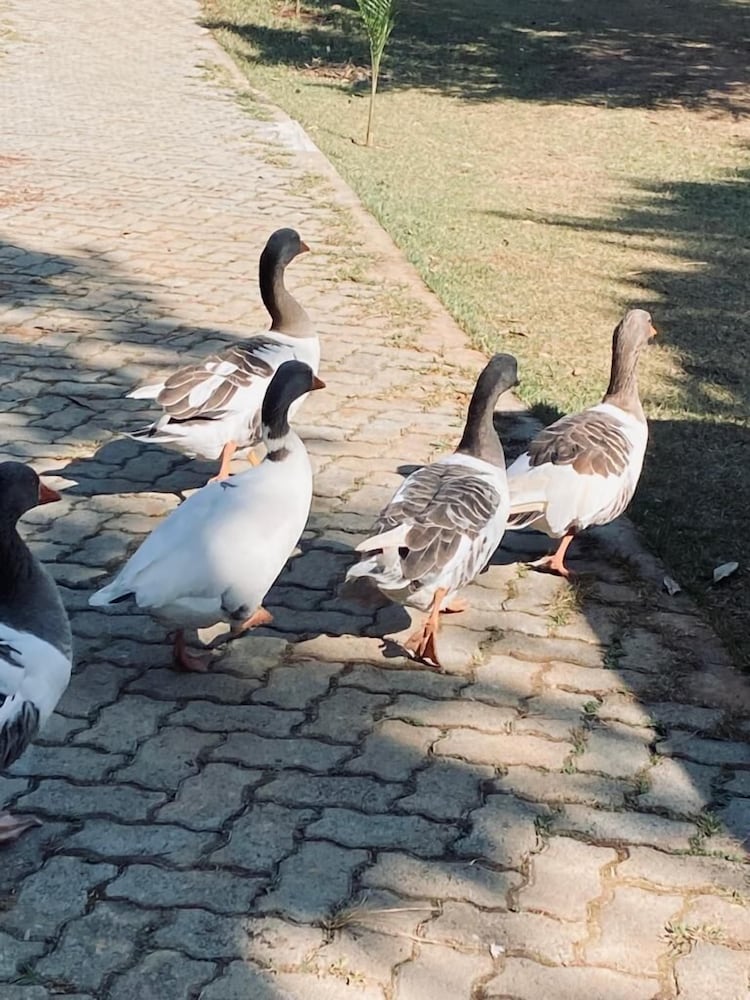 Pousada Quinta dos Doges Ltda