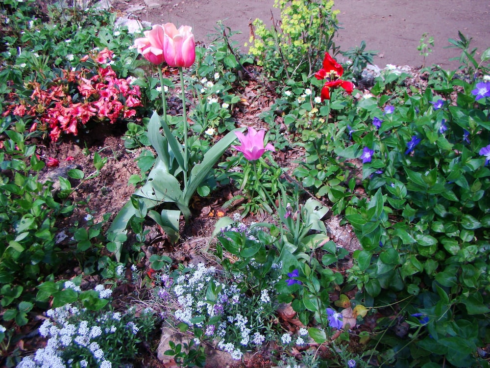 Le jardin de Saint Jean
