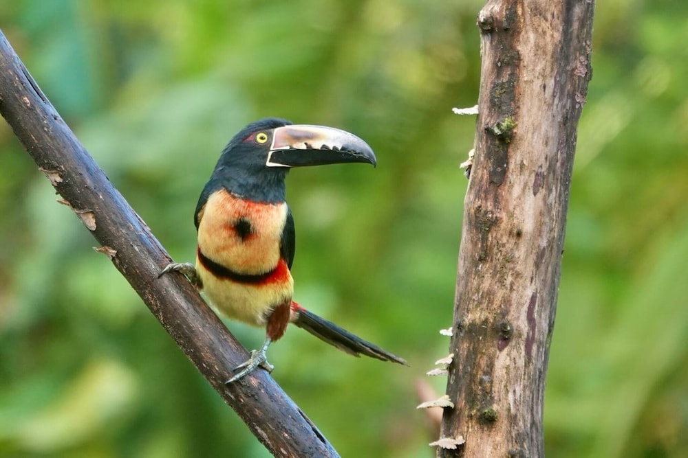 Pura Vidaville - Toucan's Nest