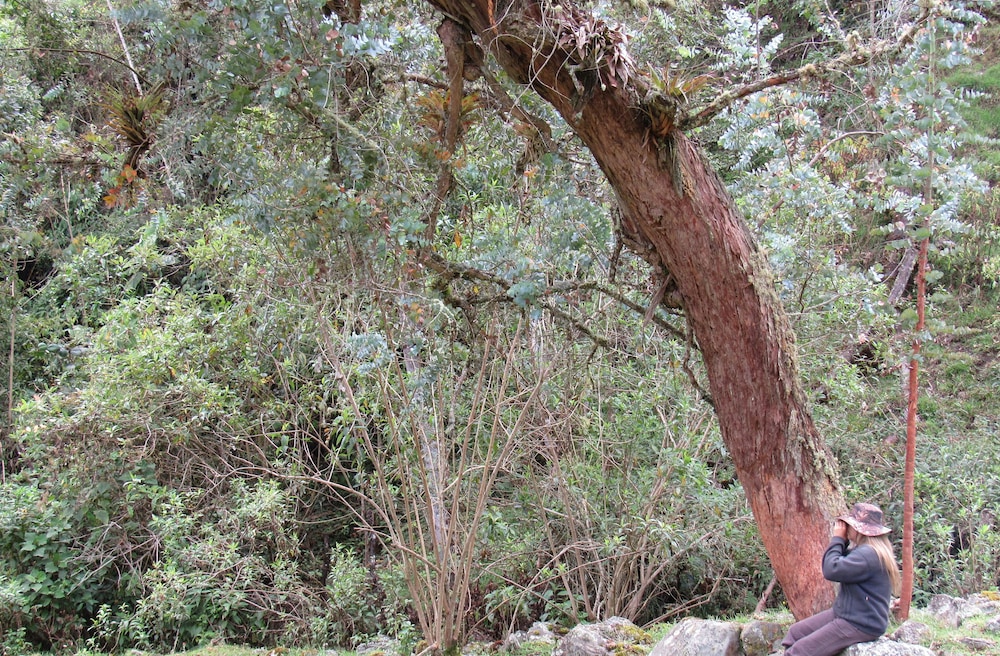 Finca Los Arboles