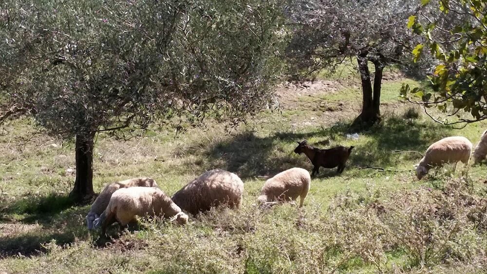 Agriturismo Fratelli Angelucci, Billede 37