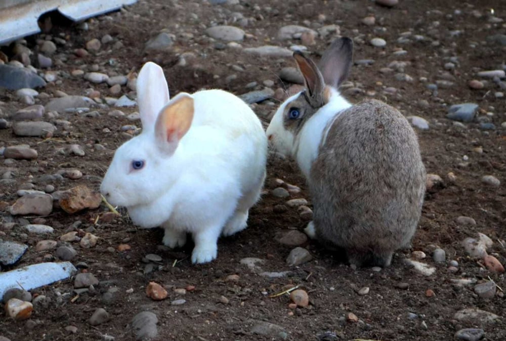 Photo 30