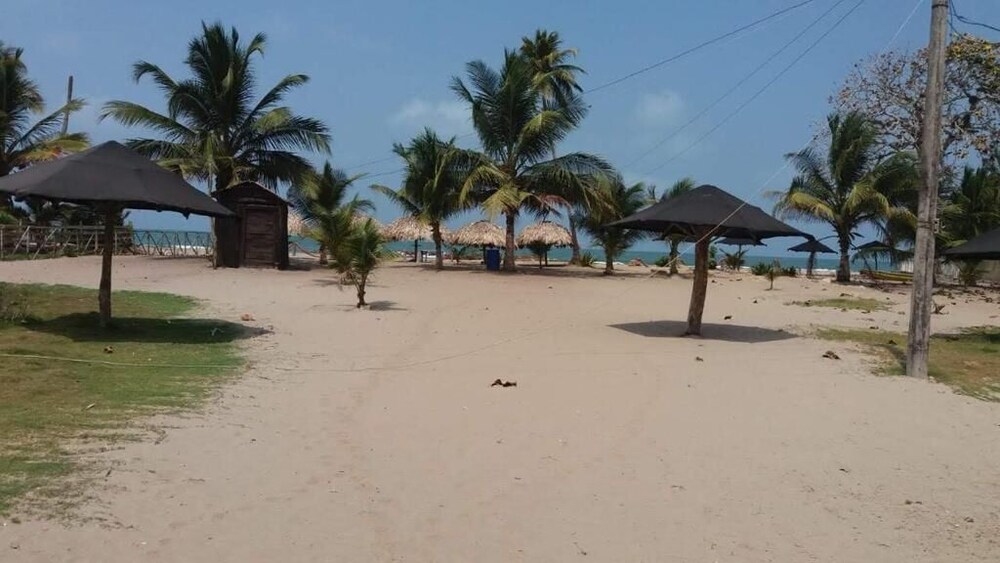 Las acacias Tolu