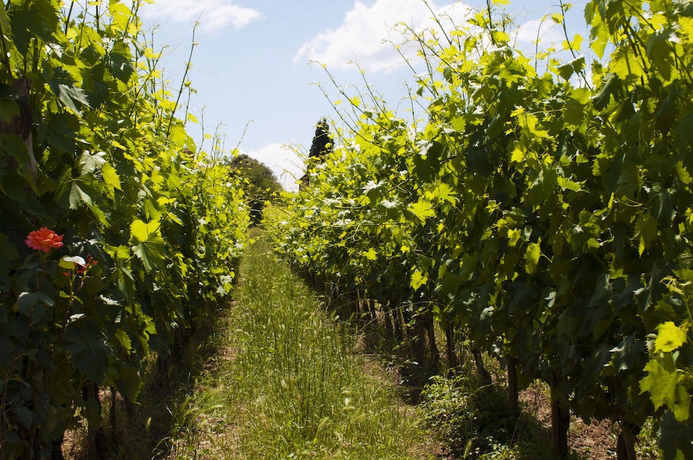 Azienda Agricola di Fietri
