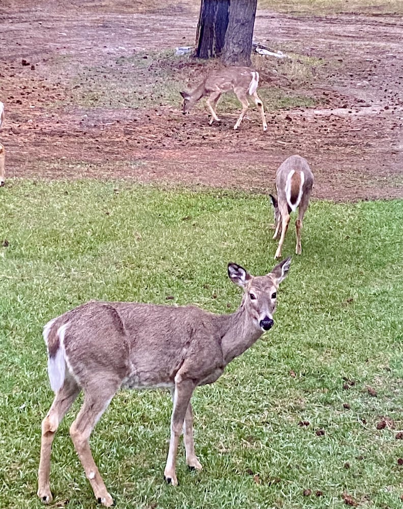 Dream Haven Guest Ranch