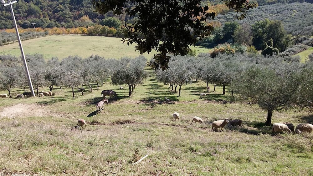 Agriturismo Fratelli Angelucci, Billede 21