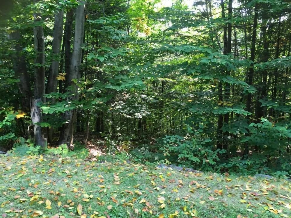 Photo 42