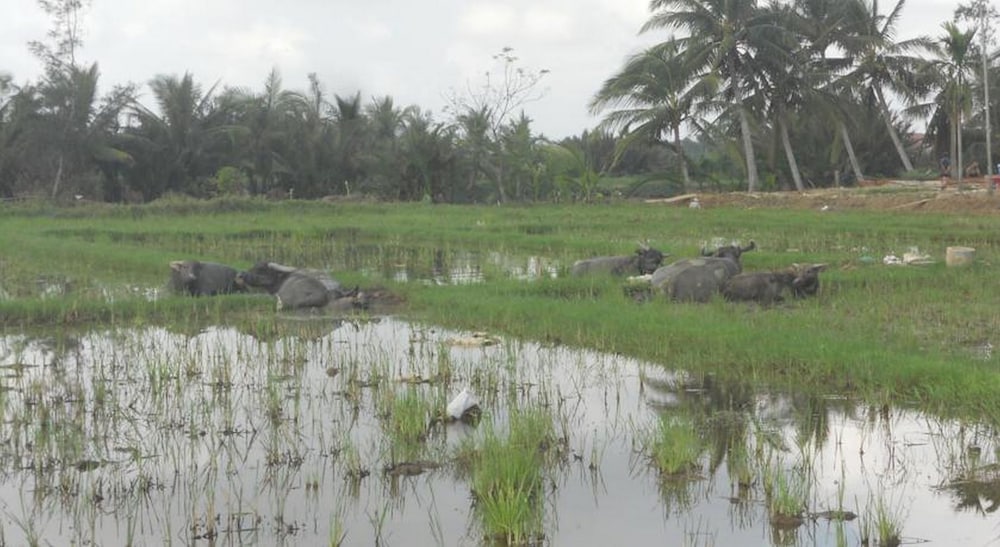 Lila Homestay Hoi An
