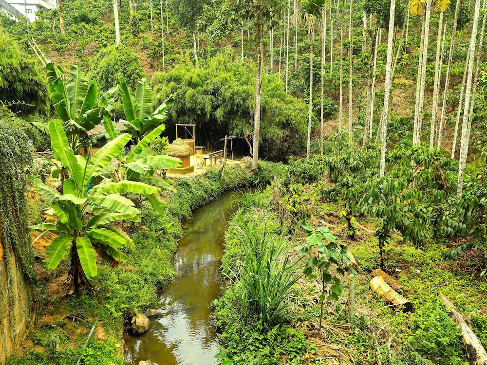 OYO 11516 Wayanad Royal Stream