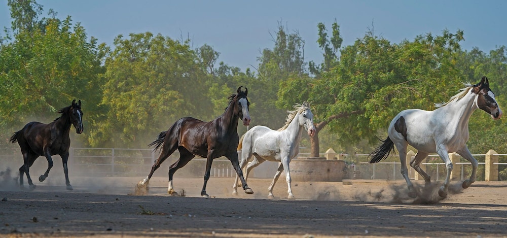 Rann Riders