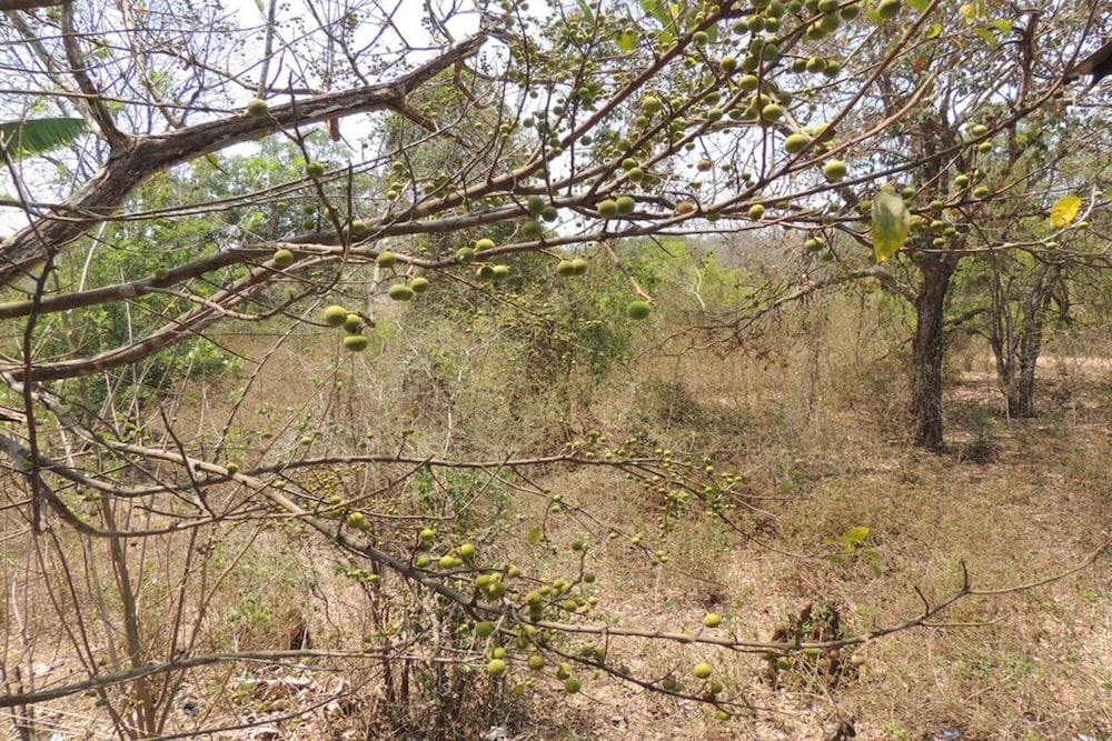 Dandeli Mysa RC - Hostel