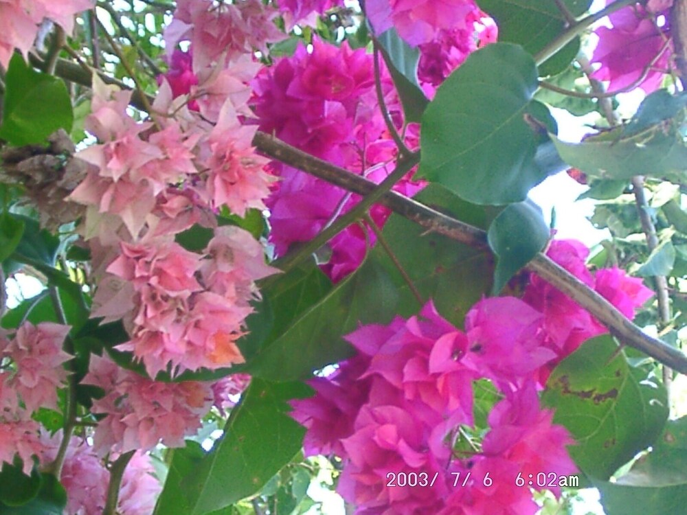 other