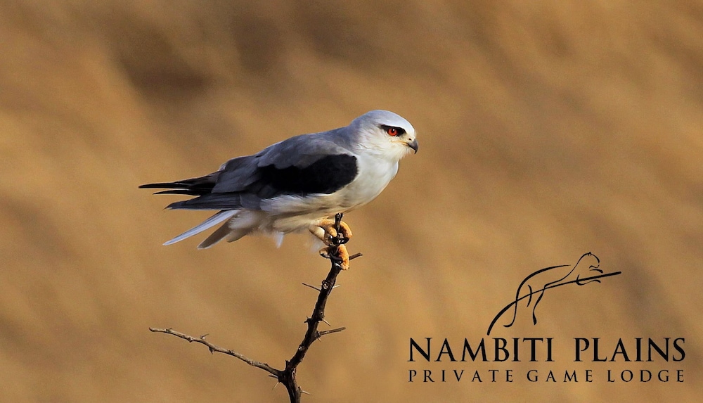 Nambiti Plains Private Game Lodge