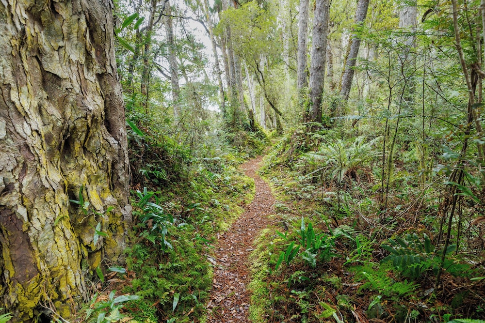 Waitutu Forest Lodge