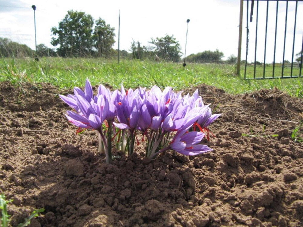 Photo 29