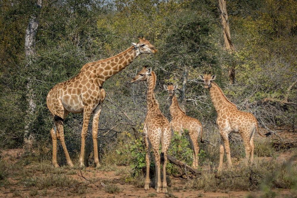 Garonga Safari Camp