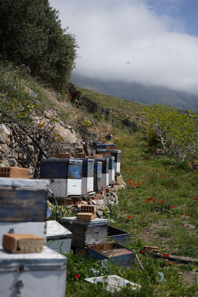 Villa Stella Suites photo 3