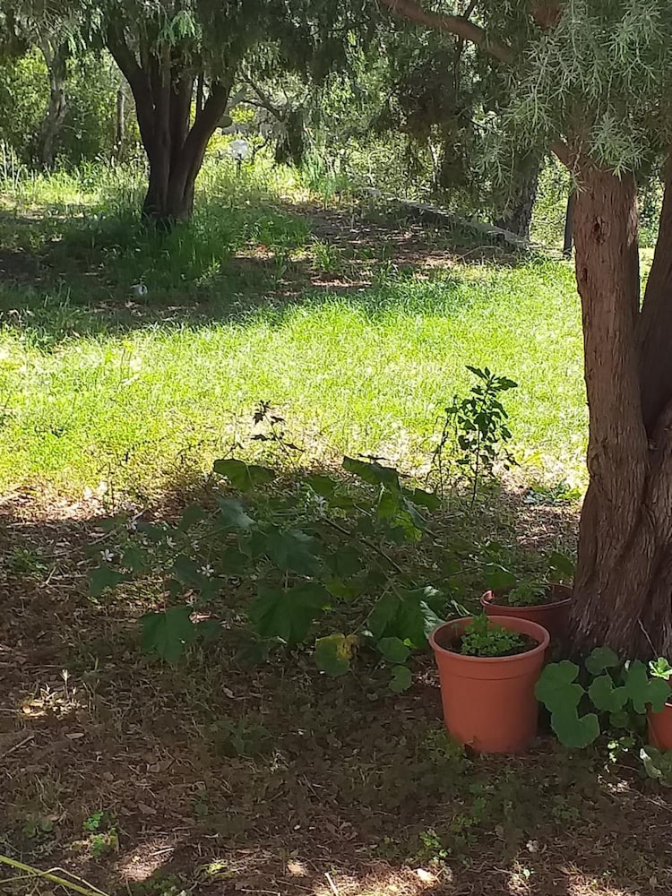 Daillu en Olbia — other