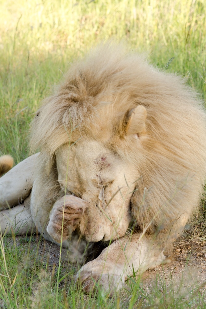 Elandela Private Game Reserve & Luxury Lodge