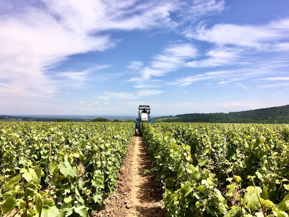 Domaine Joseph Lafarge