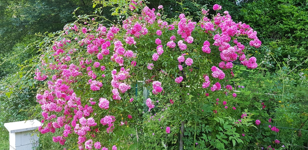 Le jardin de Saint Jean