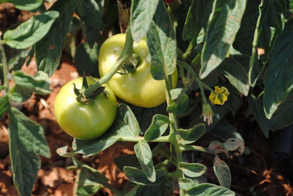 Agios Nikolaos Vacations - Elounda Solfez Villas - Property Image 19