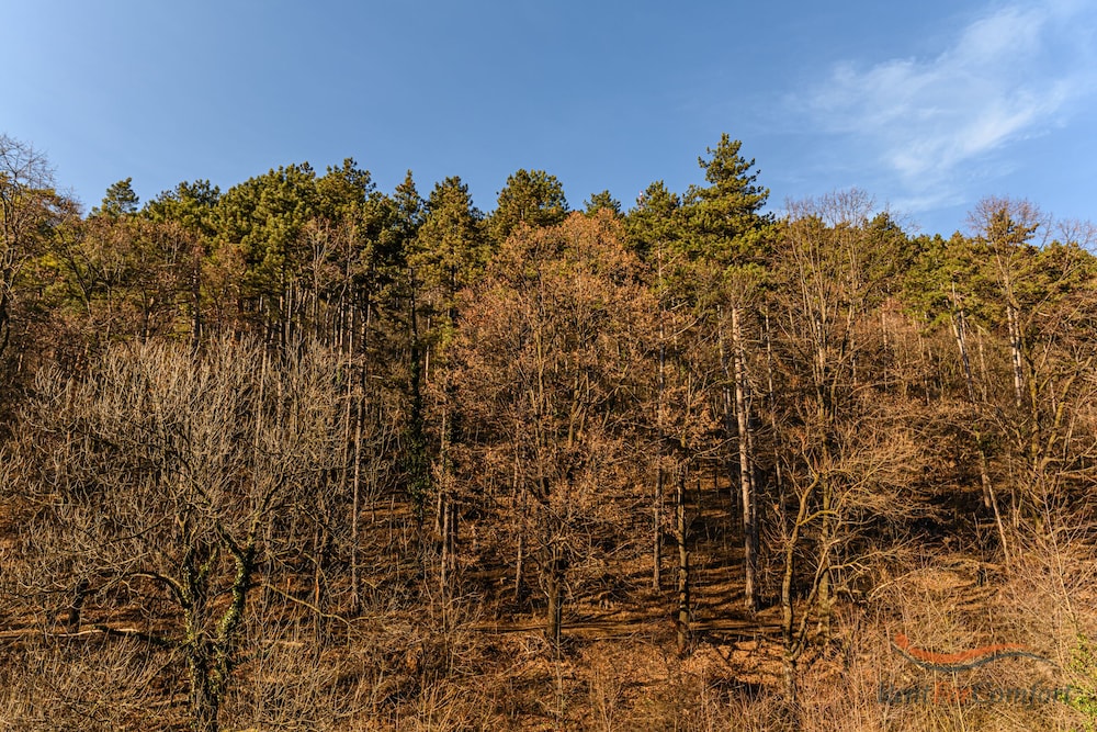 Photo 45