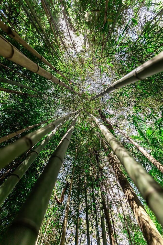Songbirds Rainforest Retreat