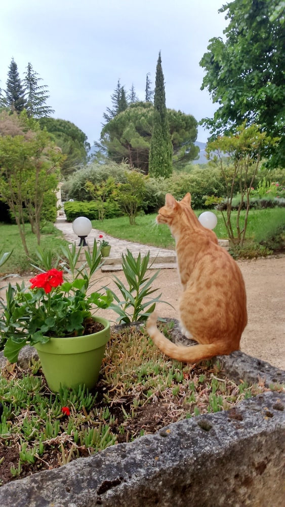 Mas de Cocagne en Provence