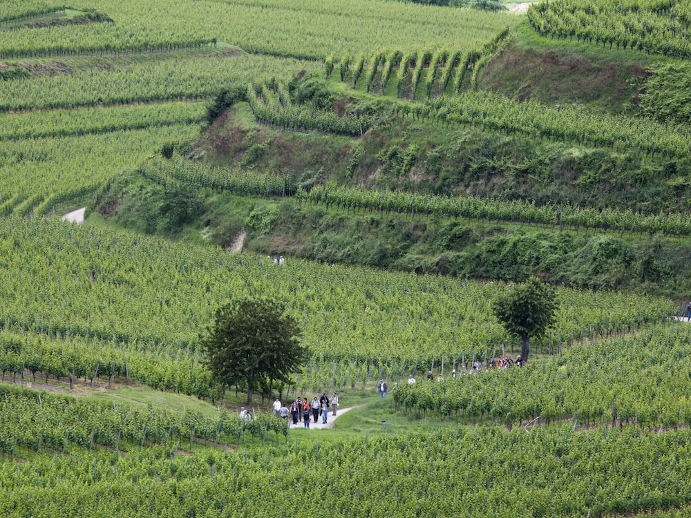 Weinberg-ferienwohnung, Oberrotweil