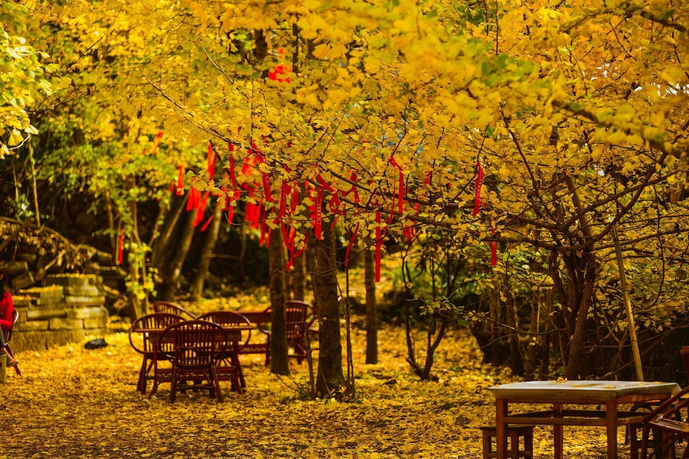 Banyan Tree Tengchong