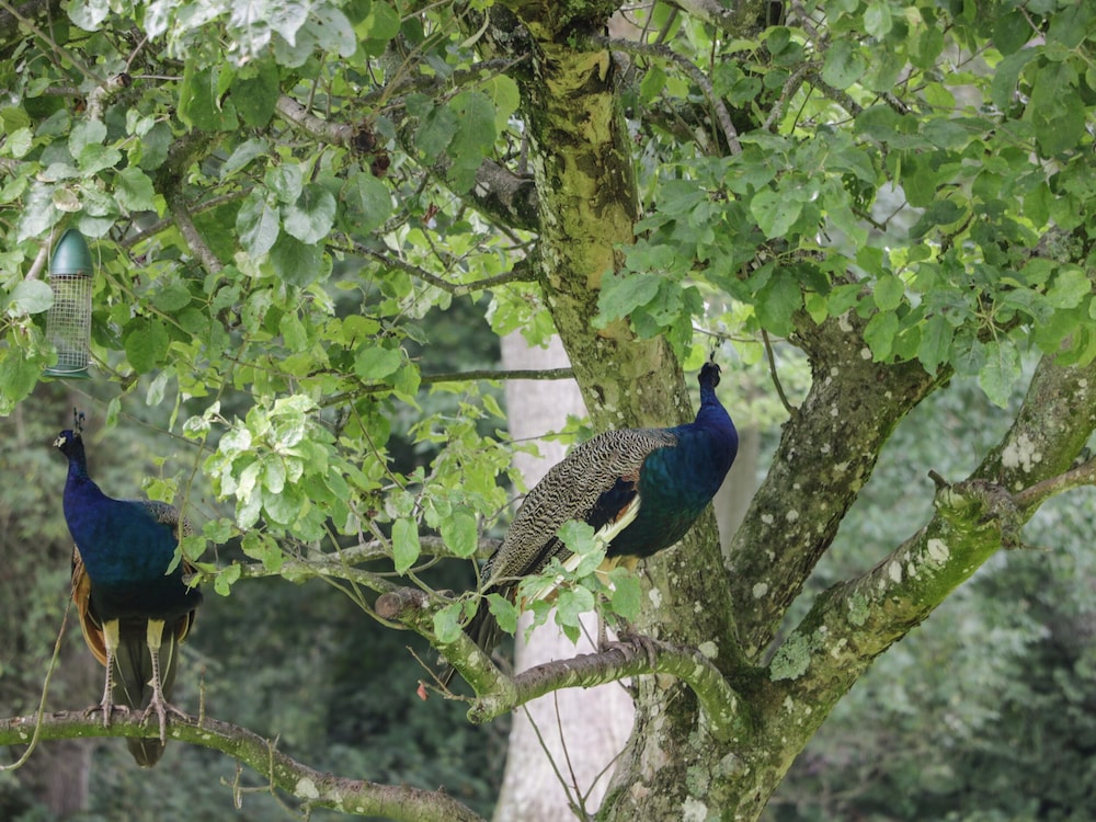 The Roost