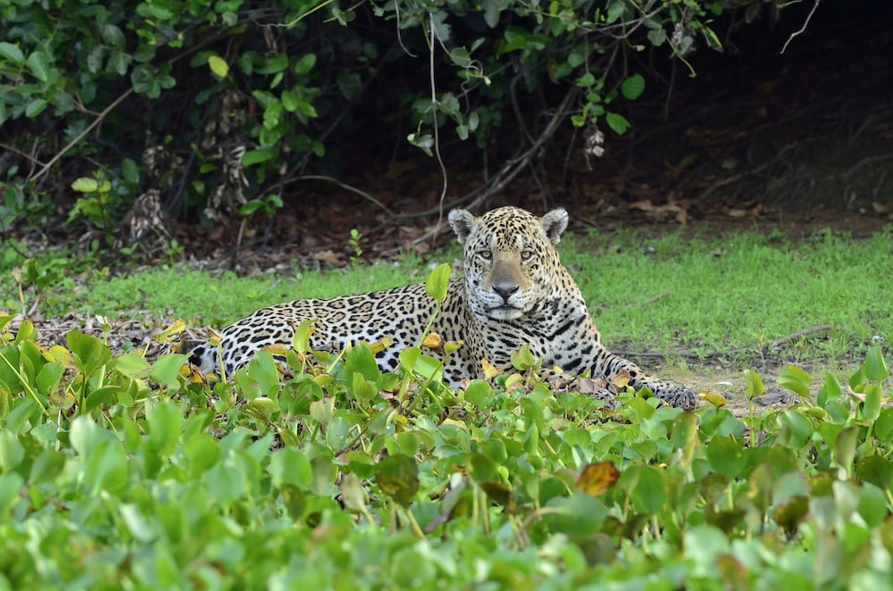 SouthWild Pantanal Lodge