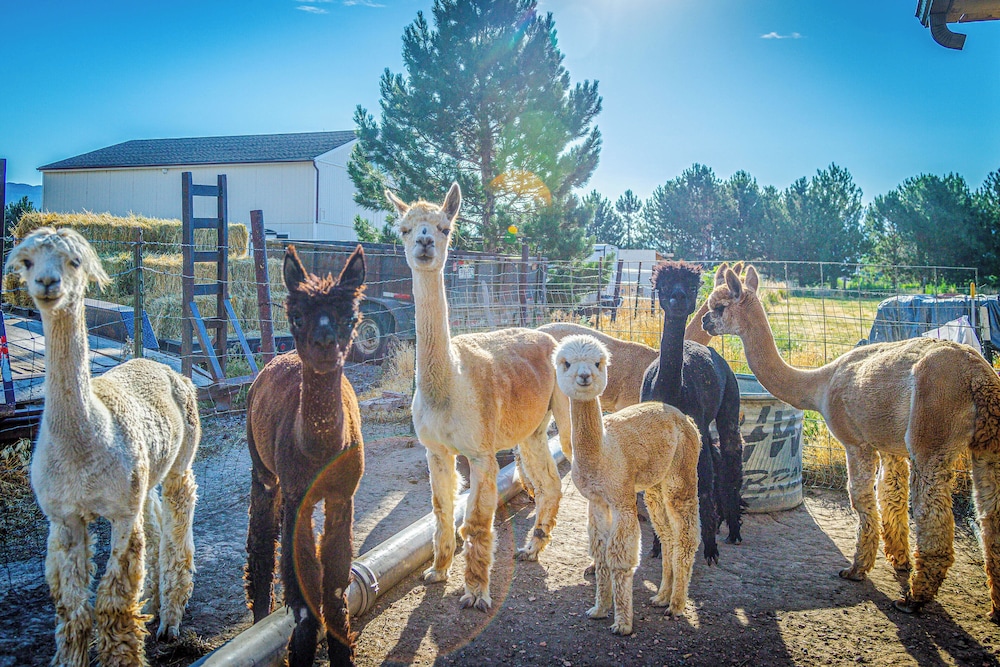 The Farmhouse at Grand Valley Getaway w/ Alpacas! view 4