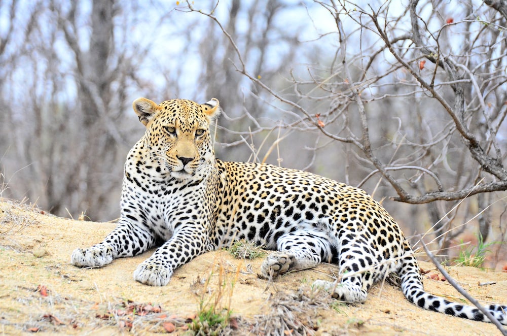 Simbavati River Lodge