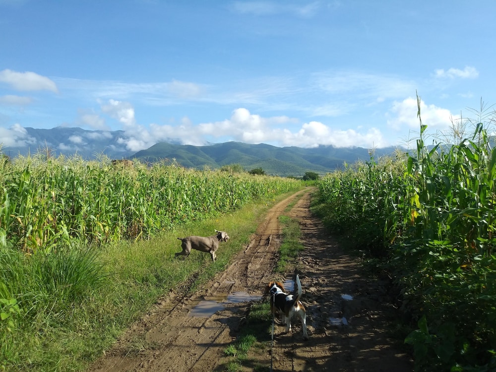 Photo 44