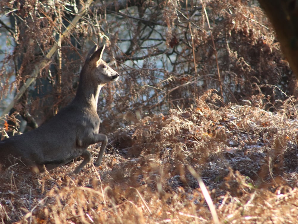 Deer Lodge