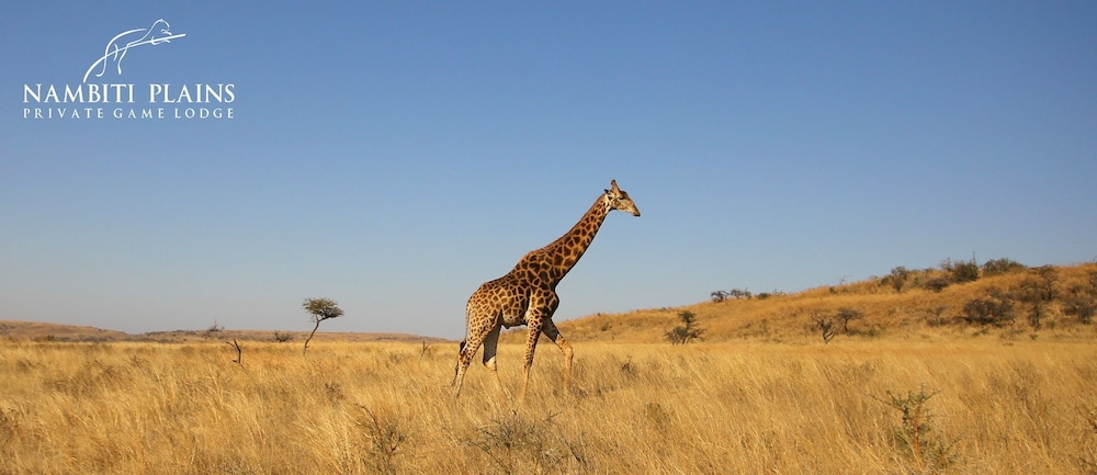 Nambiti Plains Private Game Lodge